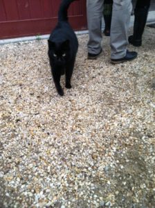 The barn cats!