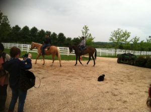 The barn cats!